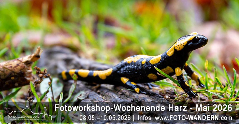 Workshop-Wochenende Harz - Mai 2026